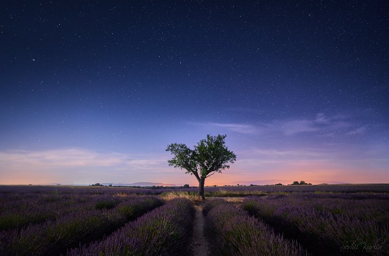 .. through the purple field to the starsphoto preview