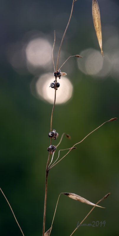 СПАЛЕНКАphoto preview