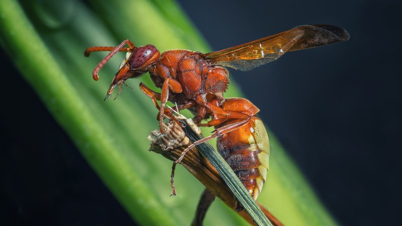 К полёту готов..photo preview