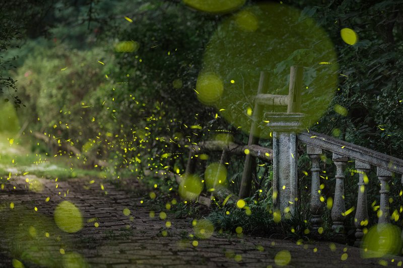 nanjing Firefliesphoto preview