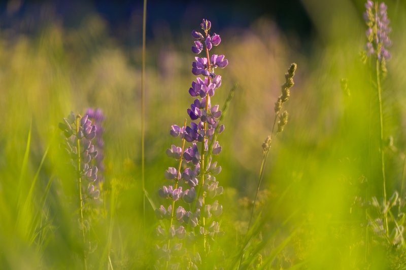 цветы, свет, солнце, люпины, природа Люпиныphoto preview