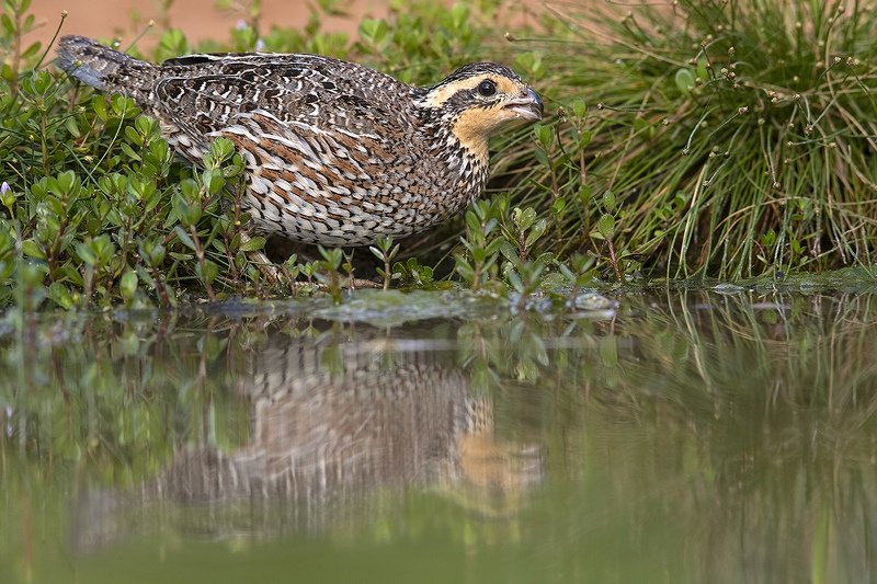 northern bobwhite, виргинская американская куропатка, американская куропатка, tx Northern Bobwhite - Виргинская американская куропаткаphoto preview
