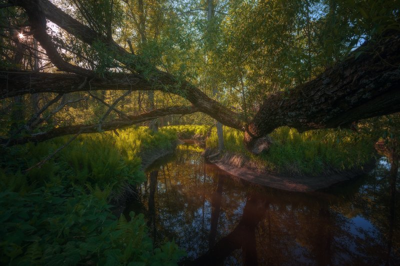 Таинственный лесphoto preview