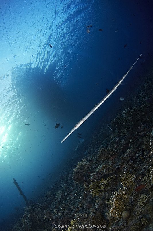 underwater blue fish coral  Диагональphoto preview