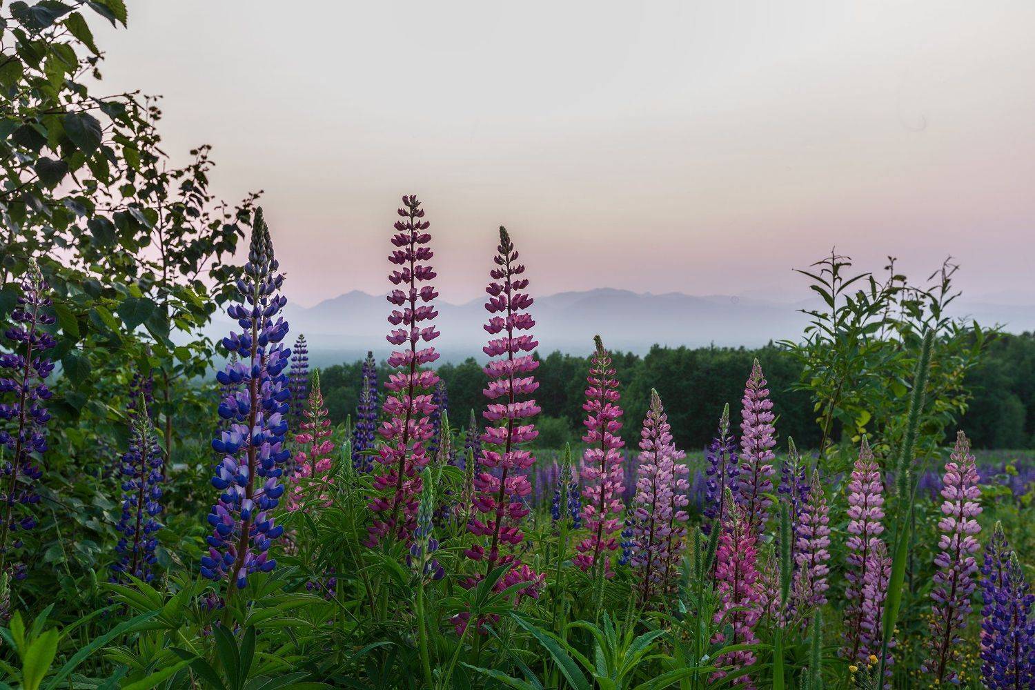 Летний вечер. Автор: Александр Максин камчатка, горы, вечер, люпины, лето, Александр Максин