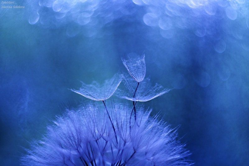 Фантазия с одуванчиком.photo preview