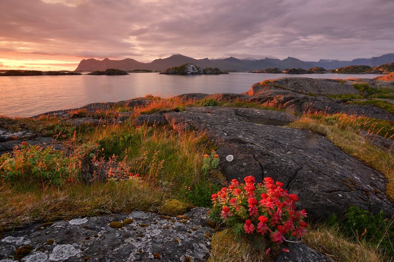 White nights on the island of Senja фото превью