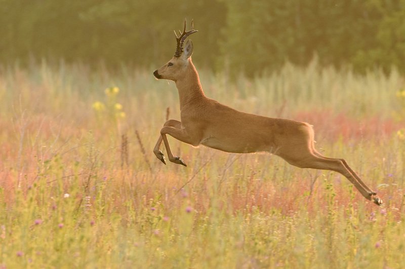 косуля косуляphoto preview