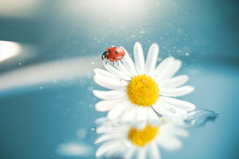 Волшебное утроphoto preview