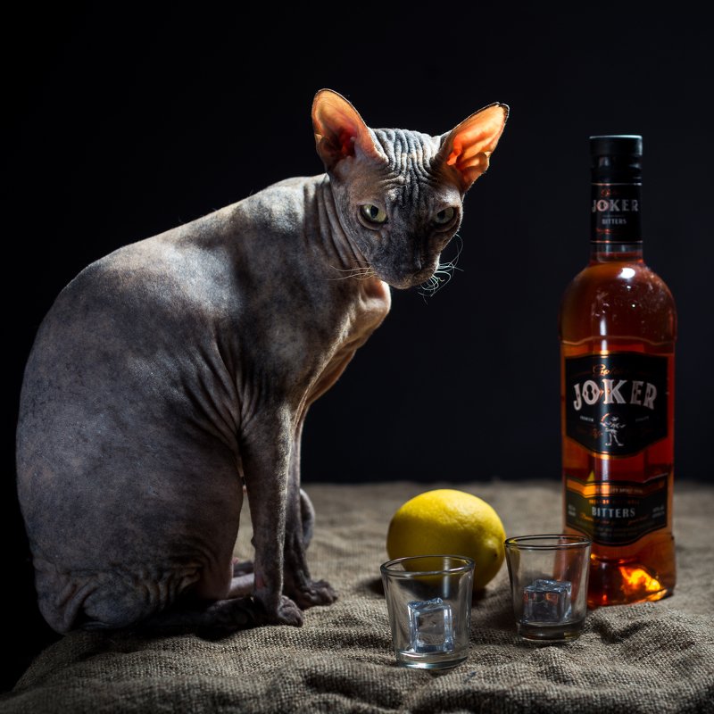 Компаньонphoto preview