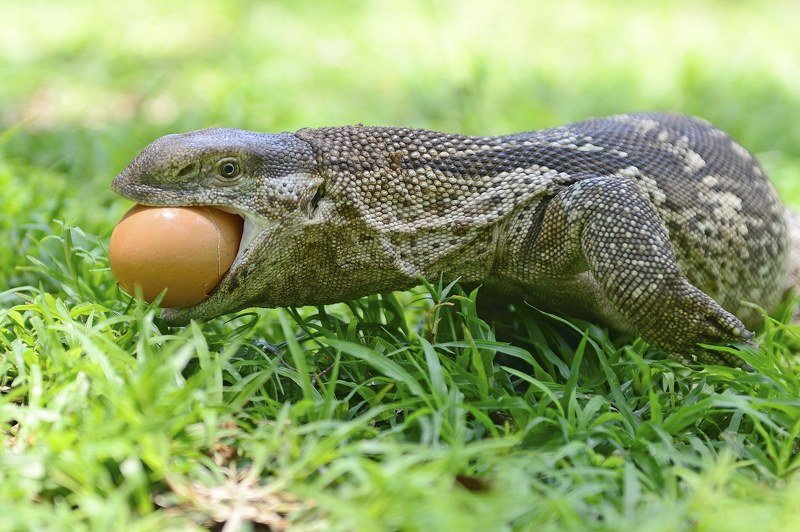 Воришкаphoto preview