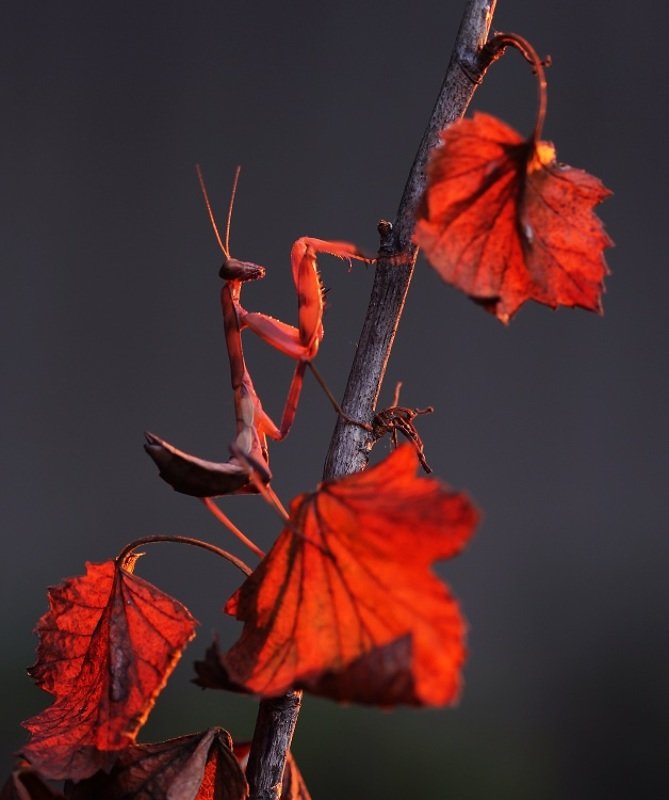 На закатеphoto preview