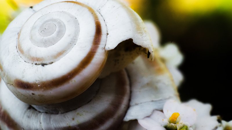 Сечениеphoto preview