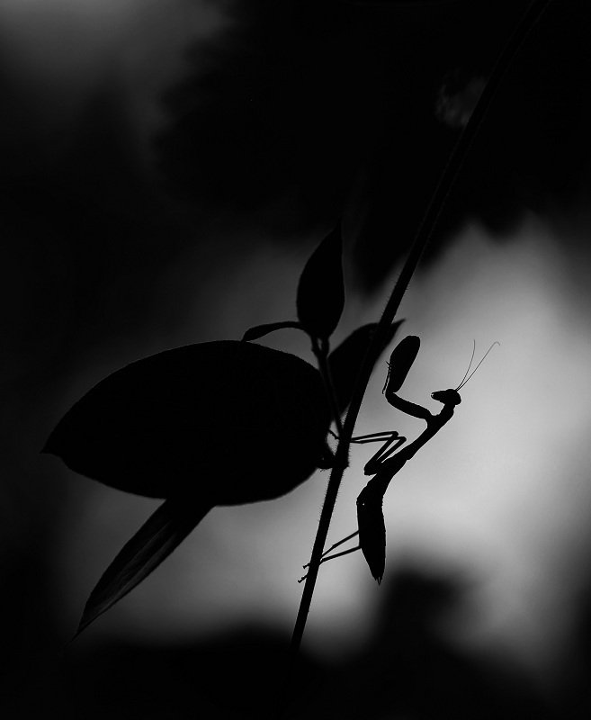 богомол После закатаphoto preview