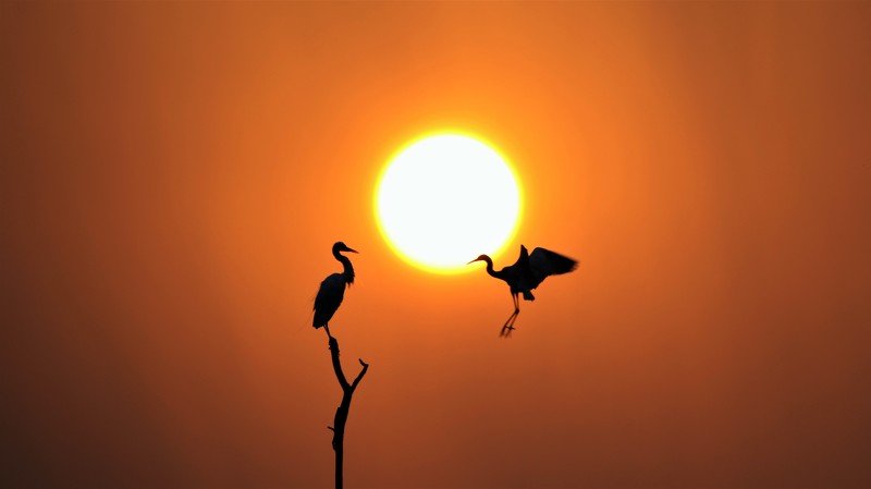 VIVEK JOSHI PHOTOGRAPHYphoto preview