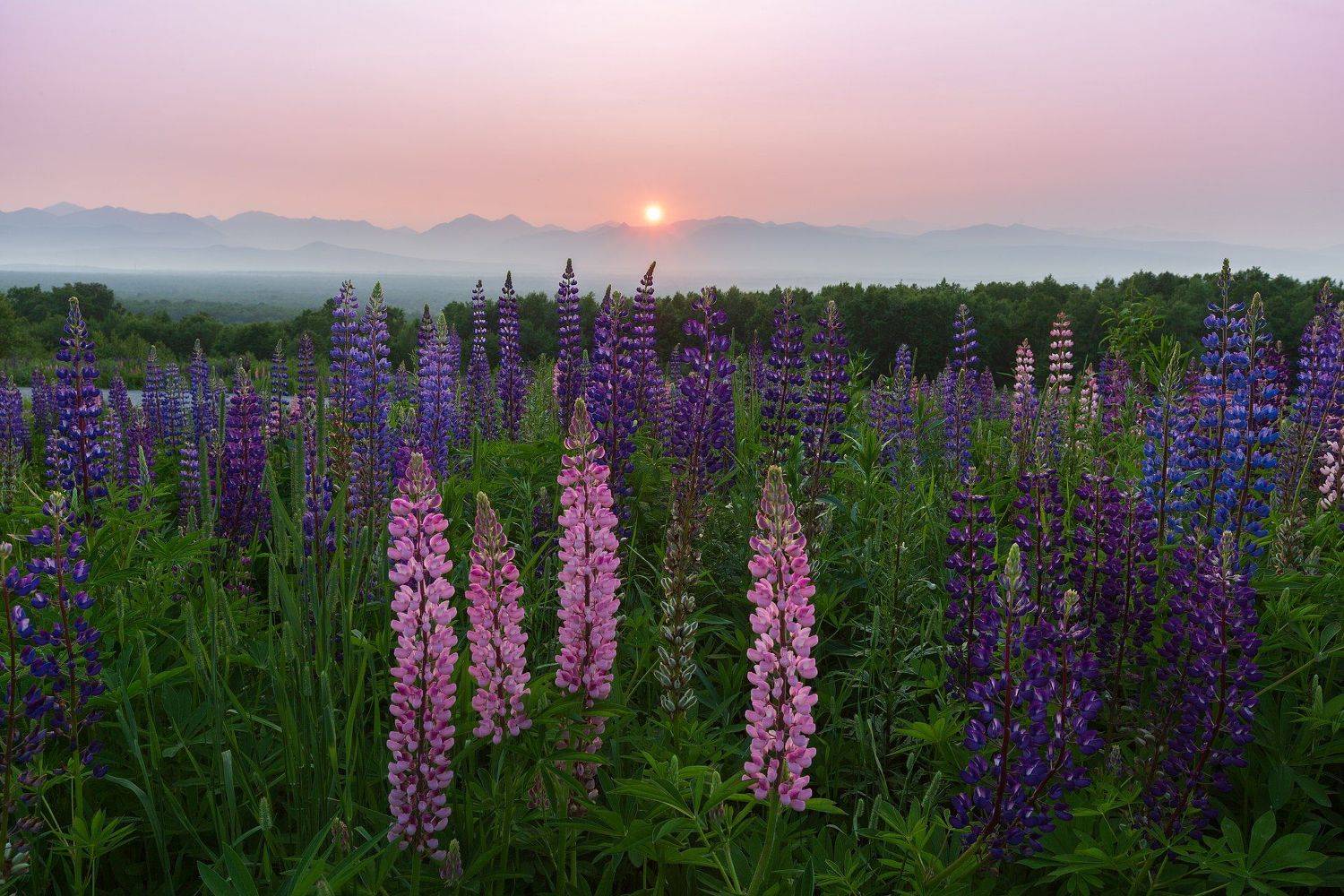Камчатка, закат, люпины, передний, план , Александр Максин