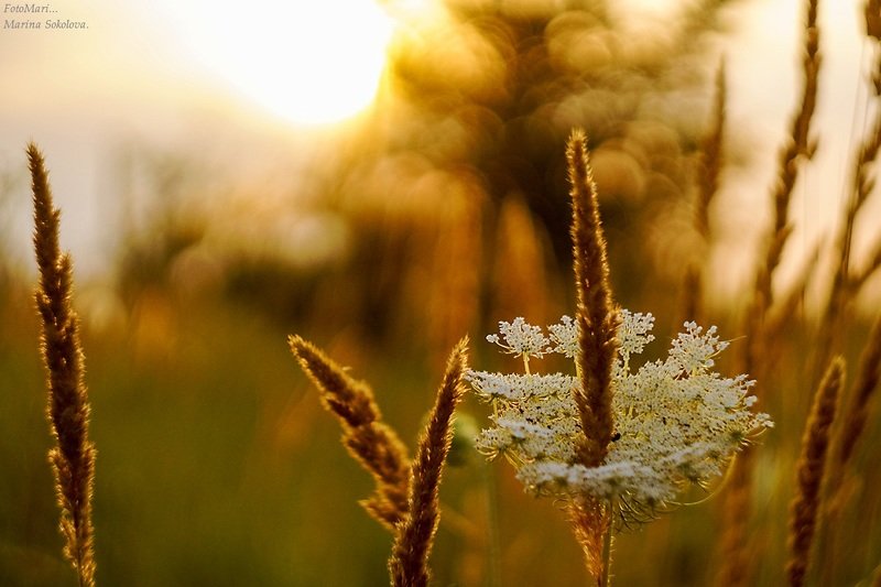 Зарисовки на закате.photo preview