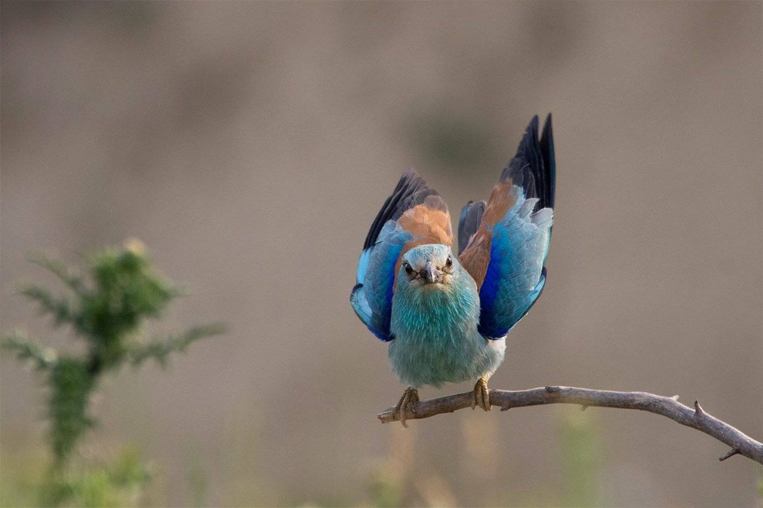 , Евгени Стефанов