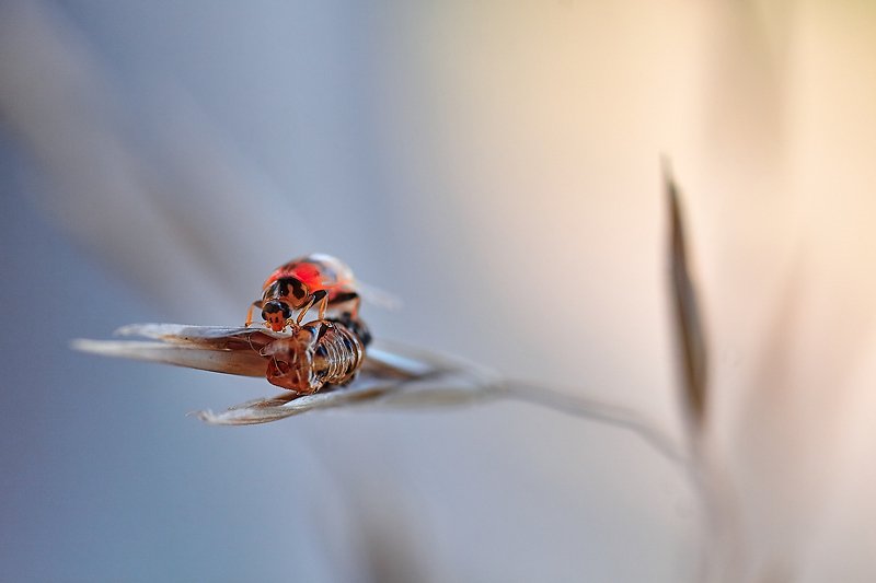 южный, урал, губерля орск, новотроицк Рождение...photo preview