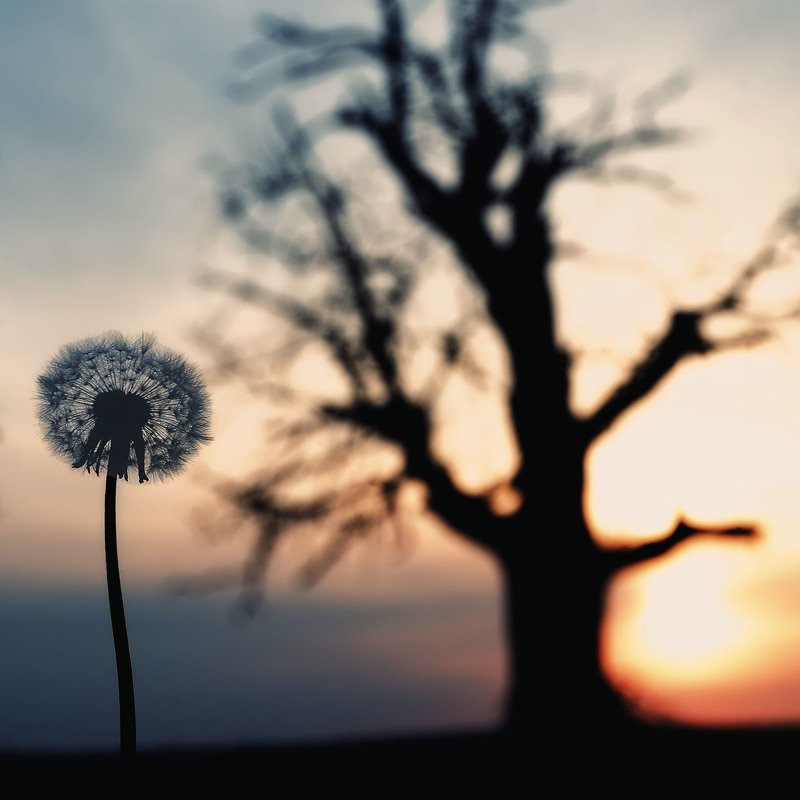 nature photo preview