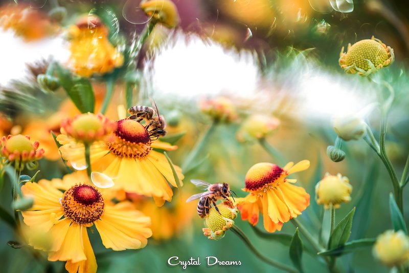 crystal dreams, macro, summer, color, art, nature, #save_the_bees, bees \