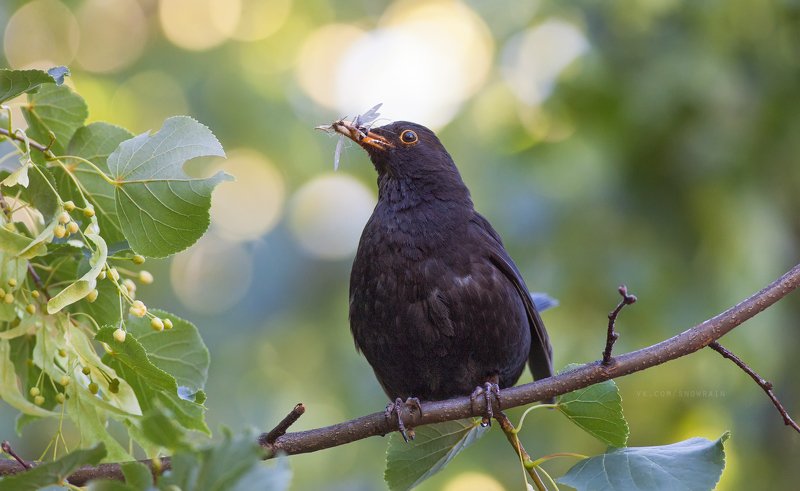 wildlife photography, birds, фотоохота, птицы, анималистика, дикая природа, birdwatching Завтрак черного дроздаphoto preview