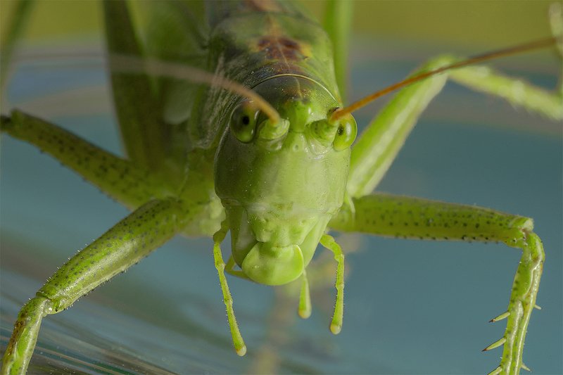 Кузнечик насекомое макро Кузнечикphoto preview