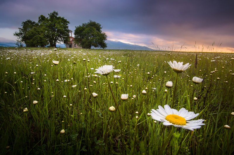 bulgaria, daisy, sunrise, flowers, spring, mountains, chapel In the kingdom of the daisiesphoto preview