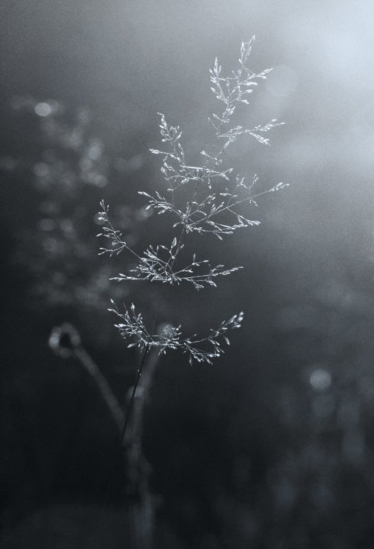 трава, макро, травинка, черно-белое, свет, контровик, природа photo preview