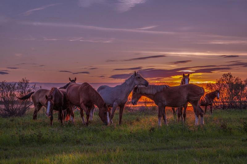 фото сделано на протоке у с.камышово астраханской обл ВЕЧЕР НА ПРОТОКЕphoto preview