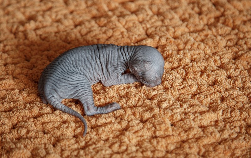 Один из ....photo preview