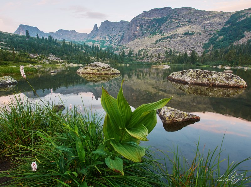 цветы, ергаки, горы Озеро Радужное, хребет Ергаки.photo preview
