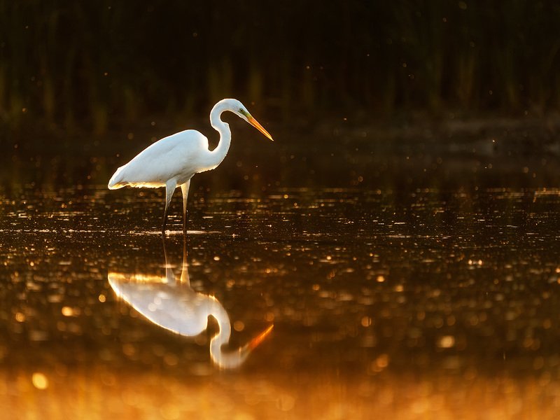 цапля, птицы, птица, анималистика, природа, животные, wildlife, birds, egret, heron Вечерняя охотаphoto preview
