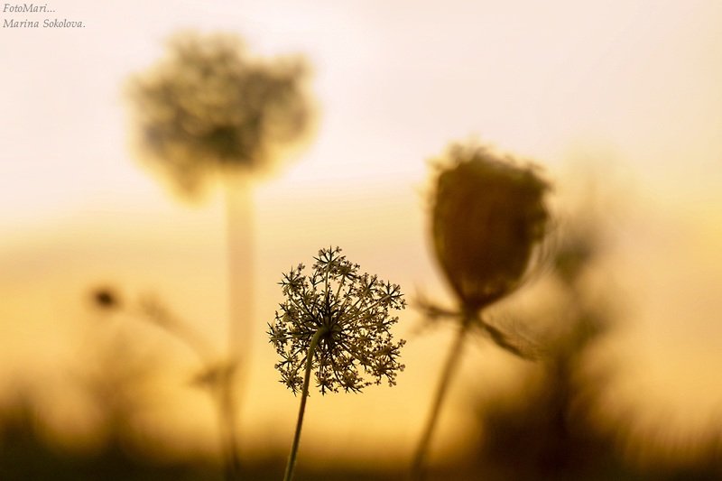 Иллюзия...photo preview