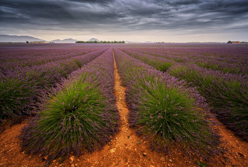 laveder, valensole, dramatic sky, field, outcast, purple Lavender +photo preview