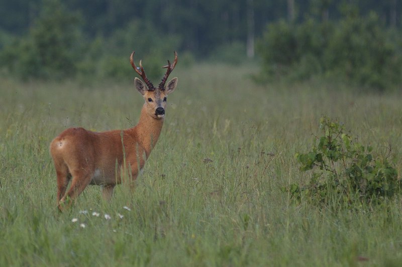 рогаphoto preview