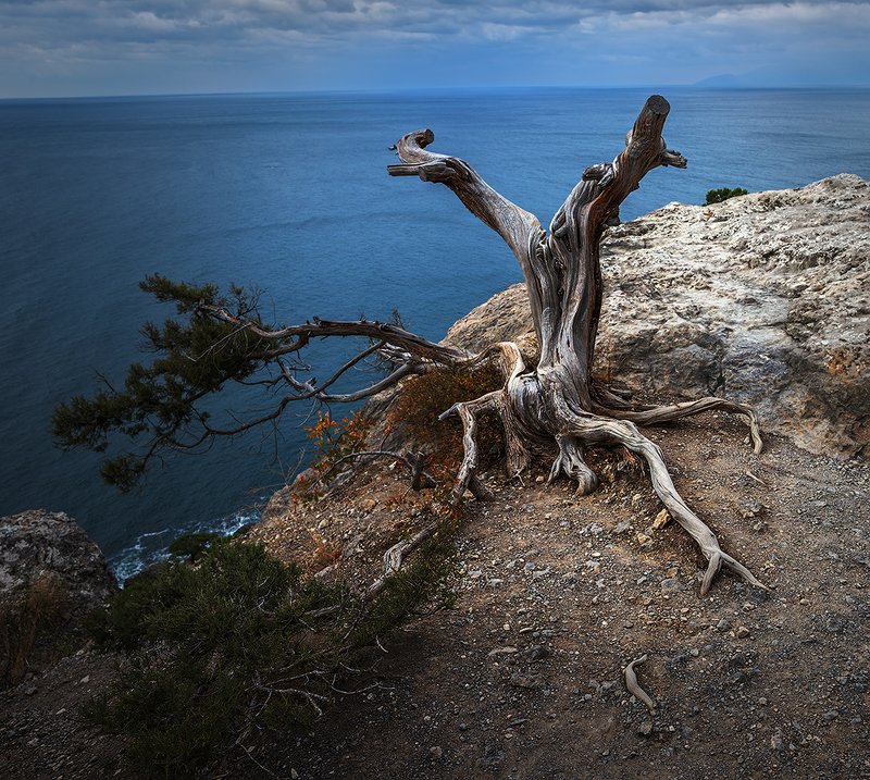 крым, новый свет, можжевельник, сухой куст, море, берег, скала Тщетное ожиданиеphoto preview