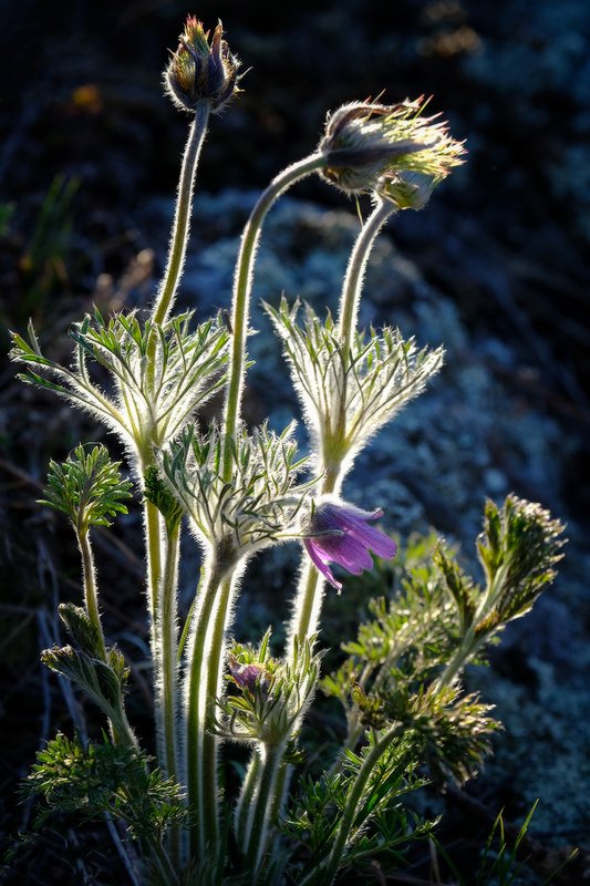 Сон-траваphoto preview