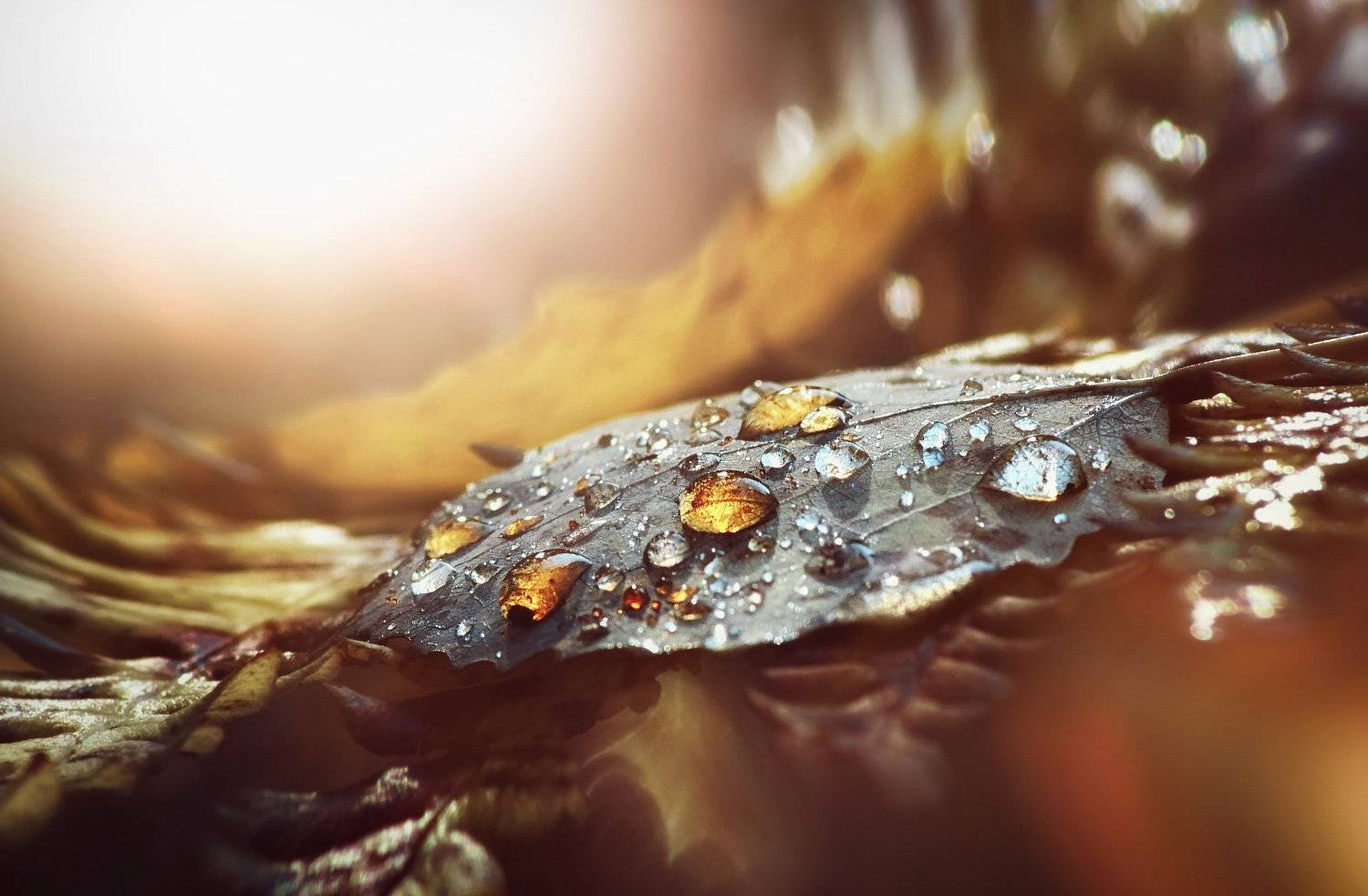 роса, капли, лист, янтарь, свет, макро, осень, Наталья Прядко