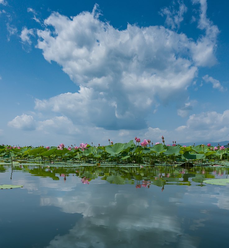 Лотосы зацвели.photo preview