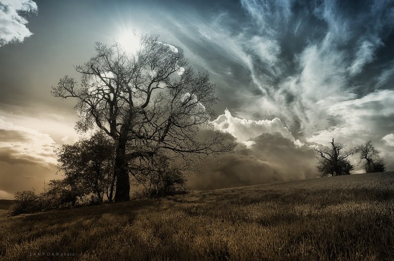 zanfoar,czech republic,moravia,bohemia,nature,trees,storm,перед бурей,гроза,чехия перед бурейphoto preview