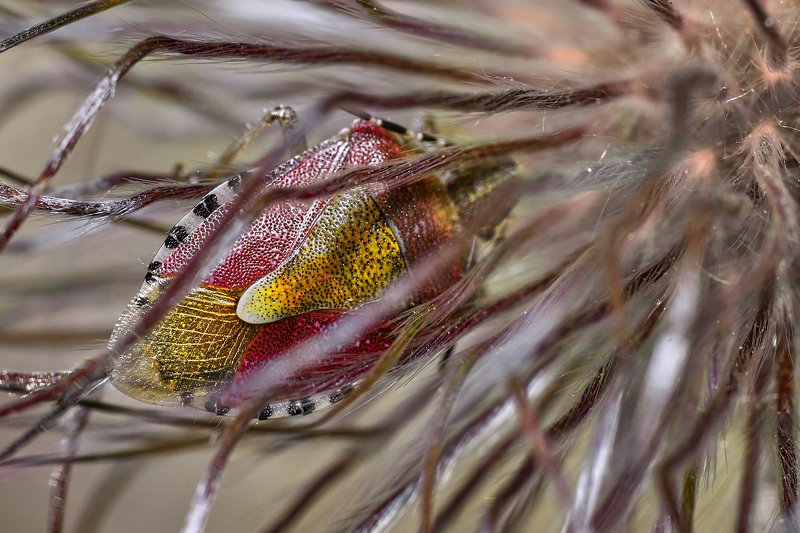 южный, урал, губерля орск, новотроицк Живая Брошь.photo preview