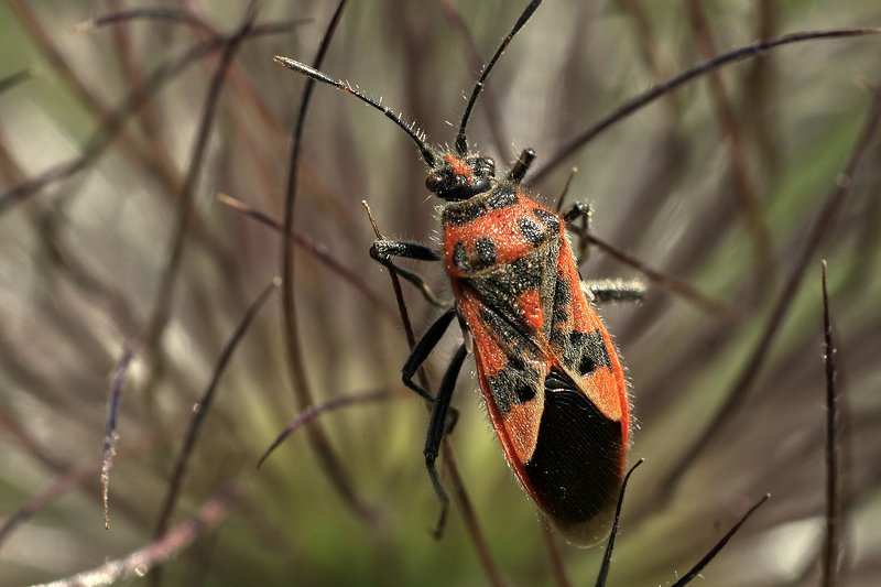 южный, урал, губерля орск, новотроицк ...photo preview