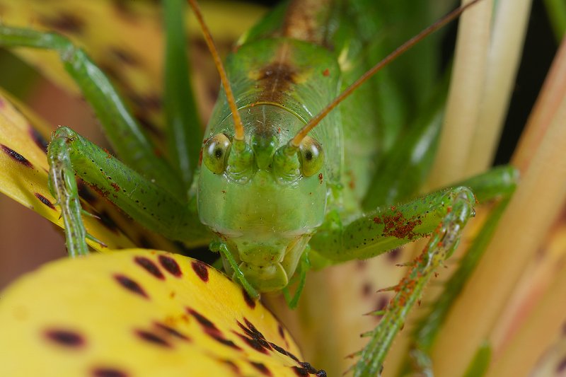 Хищный кузнечикphoto preview