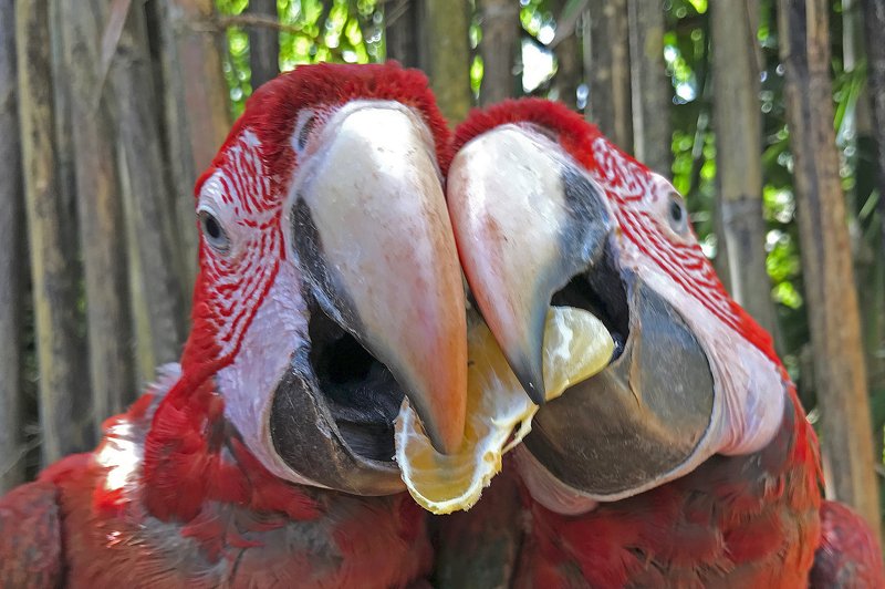 Долькаphoto preview