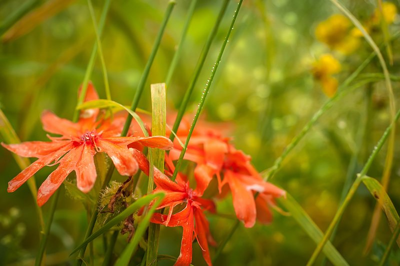 Флюиды.photo preview