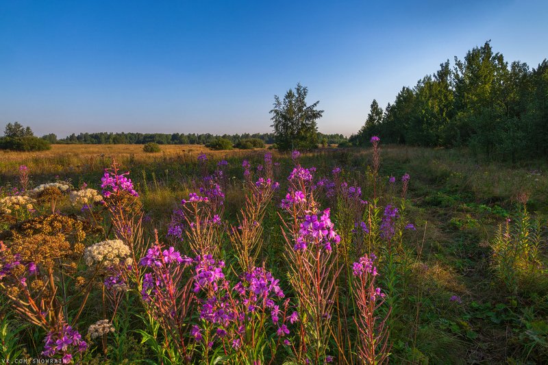 пейзаж, природа, путешествия, travel, wildlife, nature, landscape, canon, colours Время Иван-чаяphoto preview