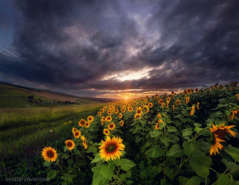 подсолнухи, закат, горы, пятигорск, ессентуки, лето Тысяча сияющих солнцphoto preview