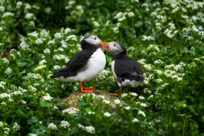 тупик, птицы, анималистика, природа, животные, wildlife, puffin, birds, animals, nature Это любовьphoto preview