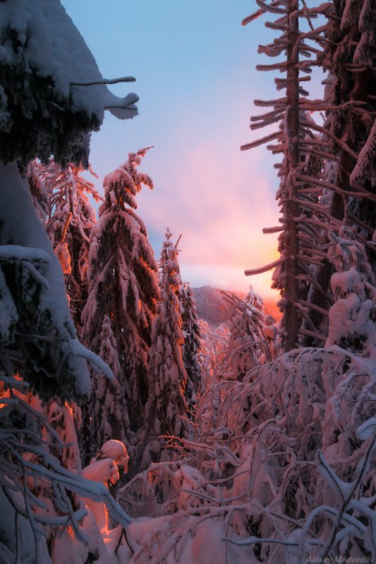 гори, закарпаття, зима, карпати, свидовець, смереки, сутінки, лопухів Разукрашены светомphoto preview